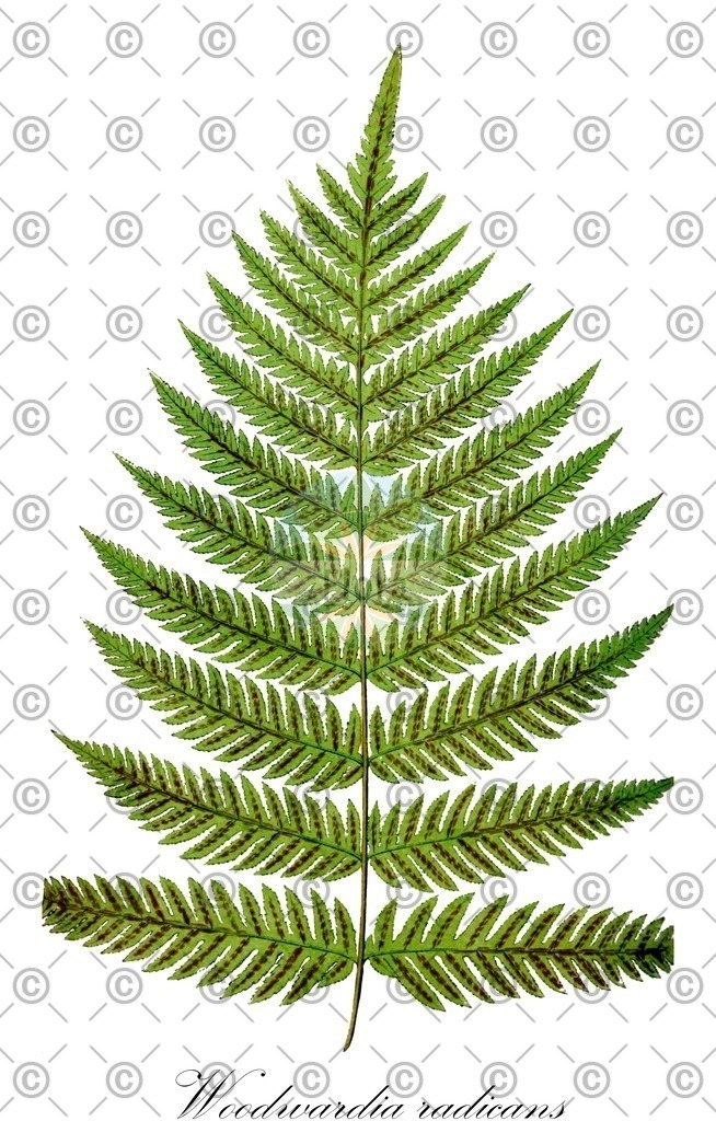 HistAbb_wfo-0000751906_2_ENZY_Simple | Historische Abbildung von Woodwardia radicans - Blechnaceae | Historical Illustration of Woodwardia radicans - Blechnaceae