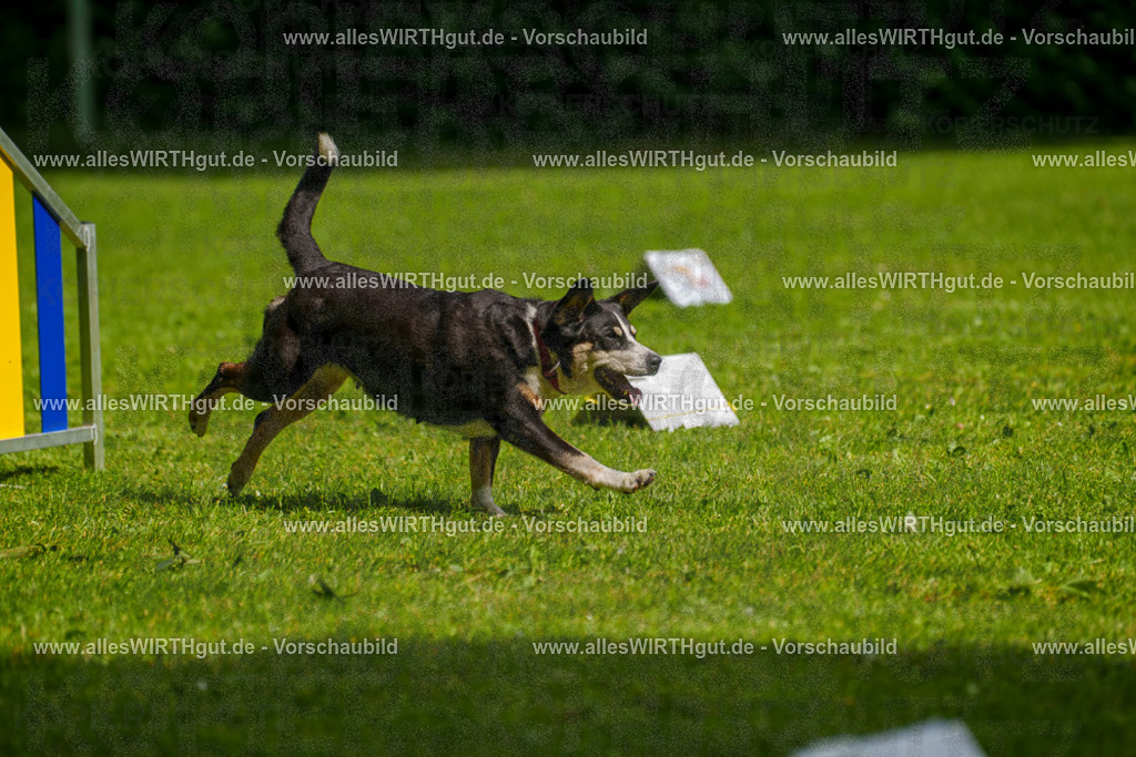 @allesWIRTHgut_Tierfotografie - www.allesWIRTHgut.de - 7R503428 | Professionelle Tierfotografie in Mönchengladbach von Daniel Wirth (allesWIRTHgut). Liebevolle & natürliche Bilder von Hunden & Katzen für unvergessliche Erinnerungen.