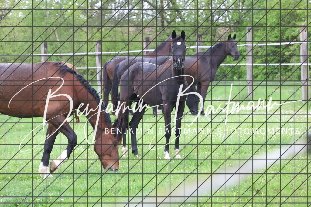 IMG_4286 | Benjamin Bartmann Photomoments