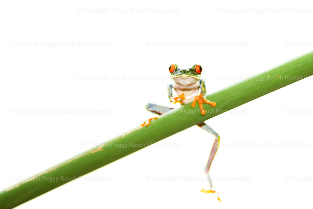 Frösche (1) | PeggyRaschPhotography - Realisiert mit Pictrs.com