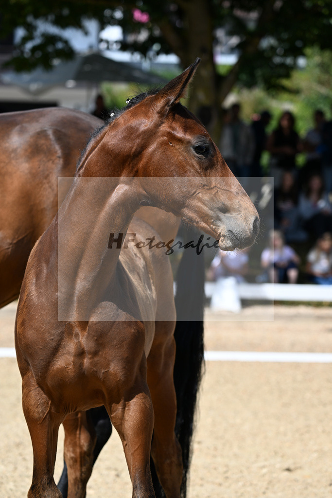 Kat-Nr. 6 Va Bene x Zonik One_SF_Stadelmann_29250254 | hf-fotografie - Realizzato con Pictrs.com