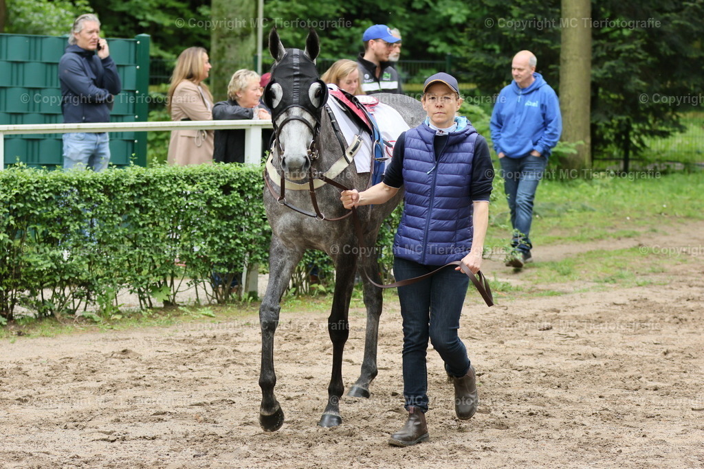3H5A2016 | Pferdefotos online bestellen - Realisiert mit Pictrs.com