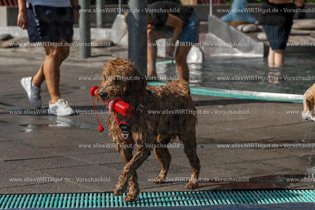 Hundeschwimmen_Volksbad_2026-allesWIRTHgut_Tierfotografie-2609061535-FAY07293 | Professionelle Tierfotografie in Mönchengladbach von Daniel Wirth (allesWIRTHgut). Liebevolle & natürliche Bilder von Hunden & Katzen für unvergessliche Erinnerungen.