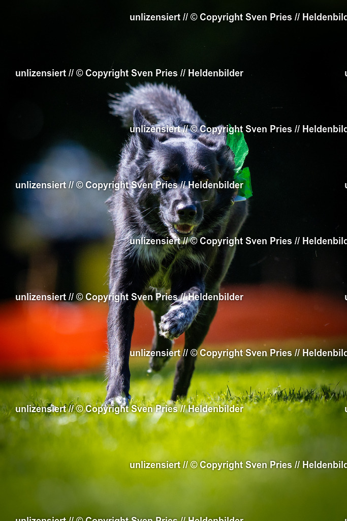 Sven Pries | 2025-08-10 - Hunderennen Durlach - Realisiert mit Pictrs.com