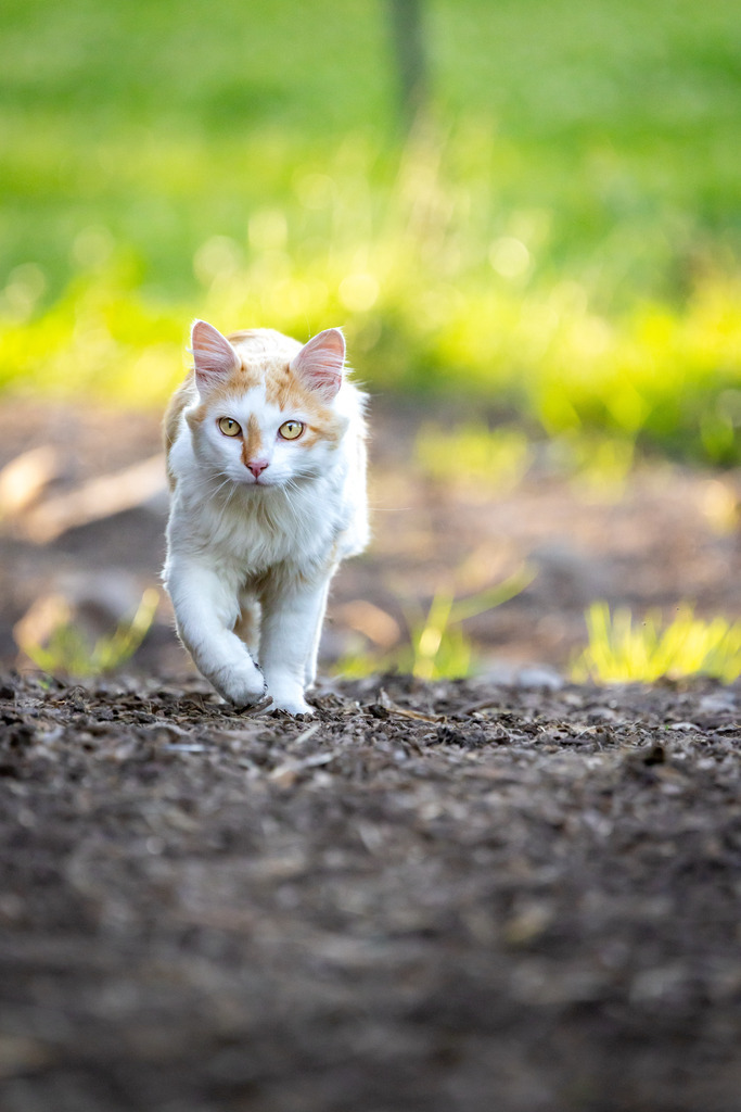 Katze | Ein Haustiershooting für einen Kunden.