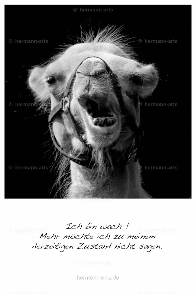PK_Zitate_10x15_BW-078 | Photo Foto Kunst Art schwarzweiss Bilder Rheine Münster Berlin Blumen 