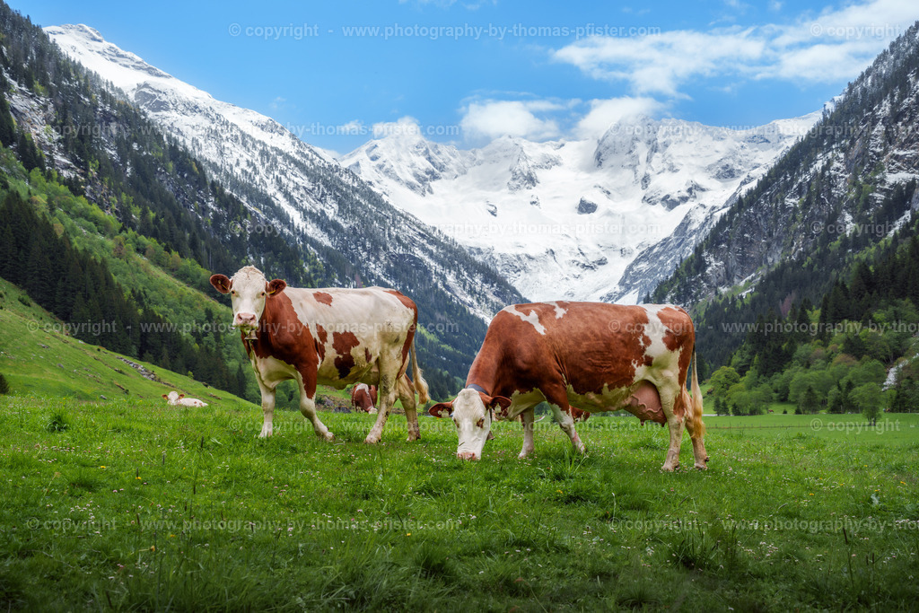  Kühe Stilluptal Frühling copyright  Thomas Pfister-2 | PHOTOGRAPHY BY THOMAS PFISTER