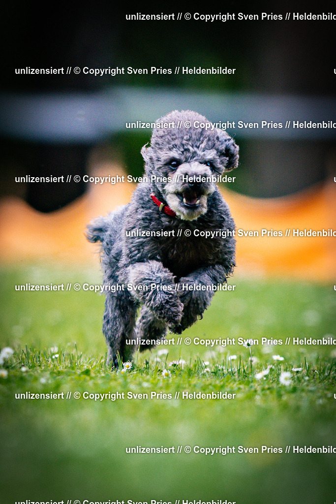 Sven Pries | 2025-05-29 - Pudelrennen KA-Durlach - Realisiert mit Pictrs.com