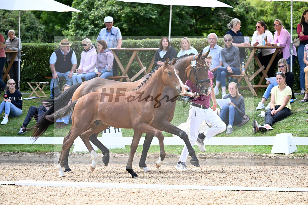 Kat-Nr. 22 Va Bene x Lord Sinclair I_HF_Spurgat_29250743 | hf-fotografie - Realizzato con Pictrs.com
