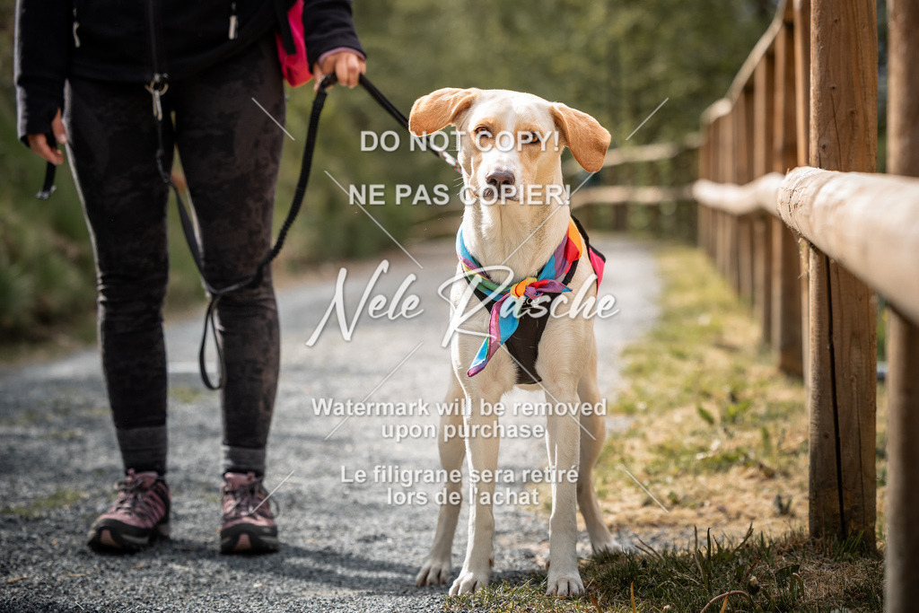 nelerasche_SaAbends_103 | nelerasche