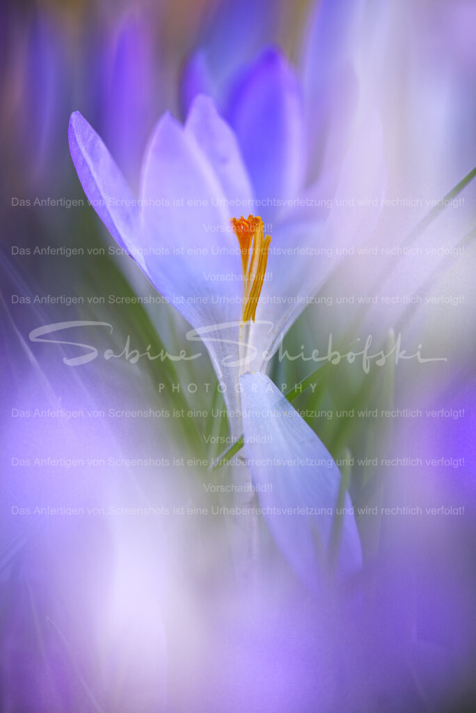 Safran | Eine violette Krokusblüte mit Sicht auf den Pollen im soften Licht - Realisiert mit Pictrs.com