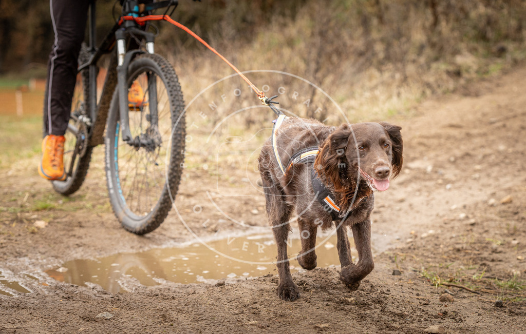 DV3A0945 | Hundefotografie, Tierfotograf, Pfotenfotografie, Fotoshooting Hund, Hunde Portrait, Hundesport, Hundeportraits, Heideshooting, Hunde, Sportfotograf, Hundefotograf, Turnierhundsport, THS,  - Realisiert mit Pictrs.com