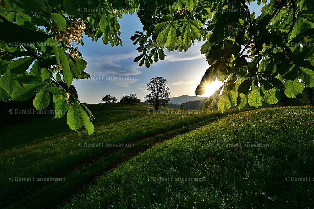 Wildtaler Eck bei Gundelfingen  | Hier finden Sie Poster, Leinwandfotos sowie viele weitere Fotoprodukte mit Motiven aus dem Schwarzwald, aus Freiburg und dem Kaiserstuhl zum Download und zum Bestellen.  - Realisiert mit Pictrs.com