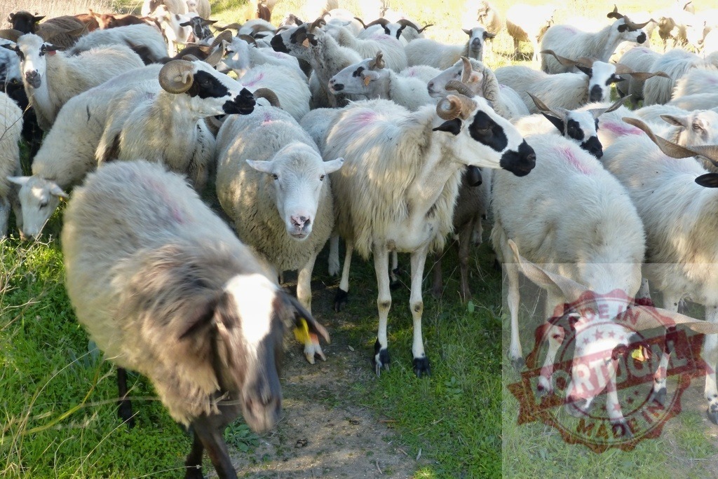 Flock of sheep grazing on a green pasture | Flock of domestic sheep in a field during the daytime - Realisiert mit Pictrs.com