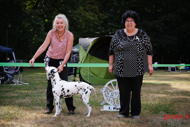 Dalmatiner DZGD CDF in Hilden | Dalmatiner, Regionalgruppenausstellung DZGD / CDF) in Hilden. Richterin Margrit Martegani.  in Hilden  04.09.2022 Foto: Leo Wyden