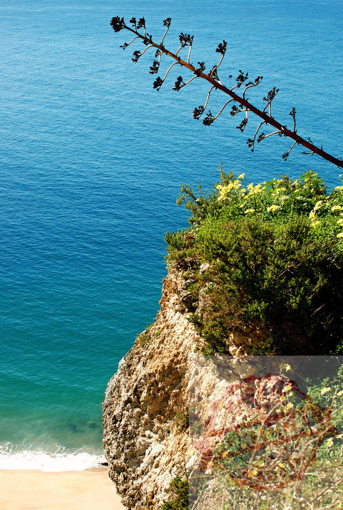 Agave plant stalk against blue ocean and beach cliff | Agave stalk leaning over a rocky cliff with green vegetation and a sandy beach below - Realized with Pictrs.com