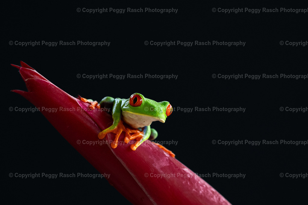 Frösche_Observatory Lodge größer (1 von 11) | PeggyRaschPhotography - Realisiert mit Pictrs.com