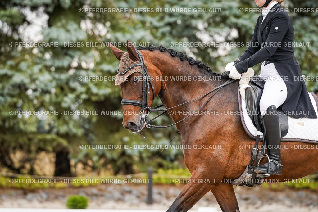 DSC05556 | Pferdegrafie