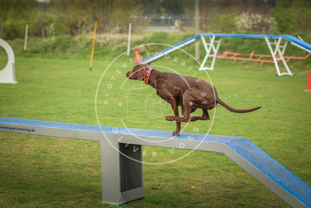 Pfotenfotografie_0L8A1158 | Hundefotografie, Tierfotograf, Pfotenfotografie, Fotoshooting Hund, Hunde Portrait, Hundesport, Hundeportraits, Heideshooting, Hunde, Sportfotograf, Hundefotograf, Turnierhundsport, THS,  - Realisiert mit Pictrs.com