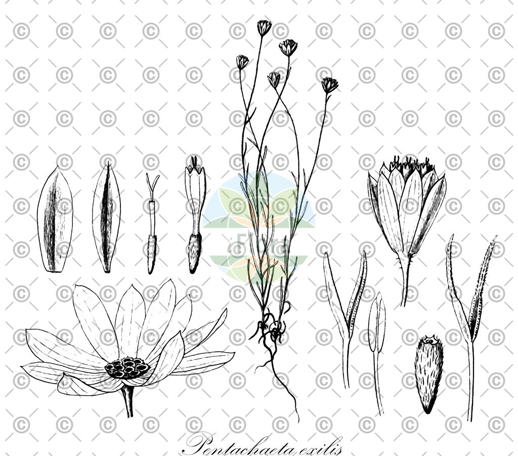 HistAbb_wfo-0000168370_1_ENZY_Simple | Historische Abbildung von Pentachaeta exilis - Asteraceae | Historical Illustration of Pentachaeta exilis - Asteraceae