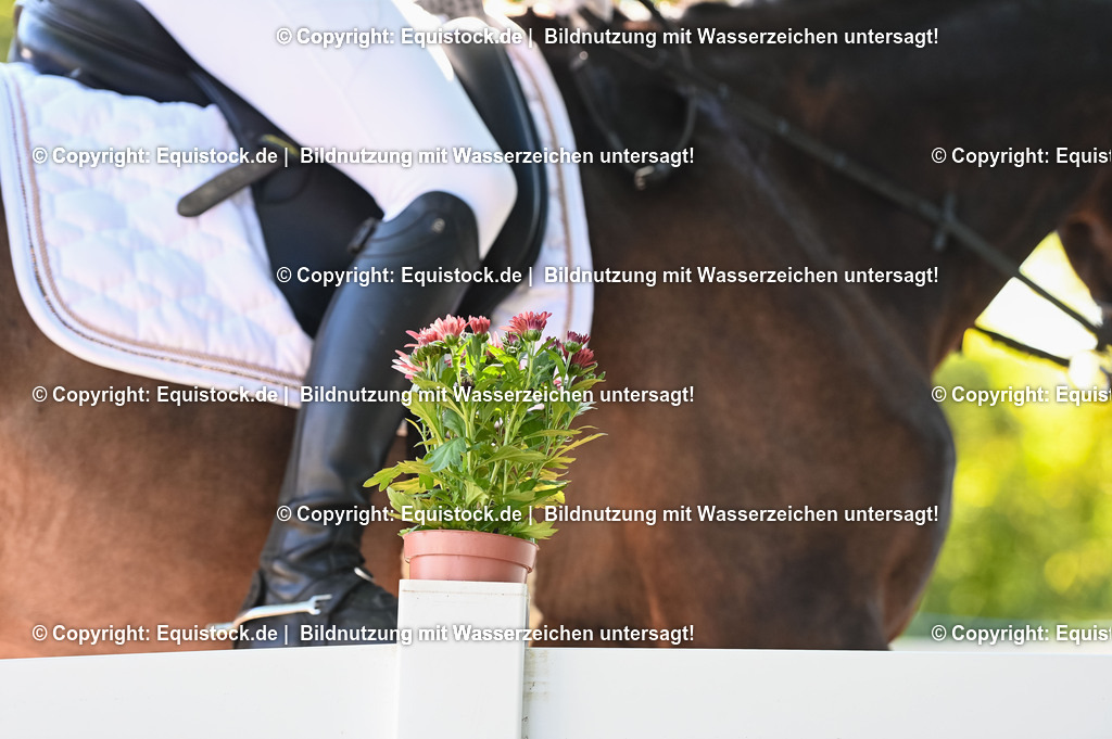 20230715_06_Dressurpferdeprfg. Kl.A_0227 | equistock