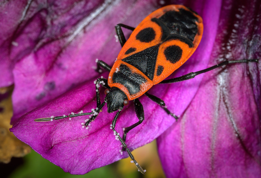 2023-213-01 | Feuerwanzen sind durch ihre auffällig rot-schwarze Färbung nicht zu übersehen. Trotz ihrer grellen Färbung, die häufig mit Gefahr assoziiert wird, ist die Gemeine Feuerwanze (Pyrrhocoris apterus) vollkommen unschädlich, sowohl für Menschen als auch für Nutz- und Zierpflanzen. - Realisiert mit Pictrs.com