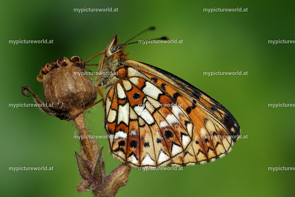 Boloria selene-006 | Das Bilderarchiv über Tiere, Planzen und Landschaften. In der Bilddatenbank finden Sie ein große Auswahl an hochwertigen Bilder für Ihre Werbung - Realized with Pictrs.com