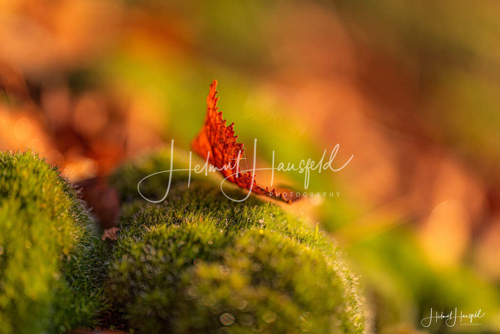 DSC03588 | Landschaftsfotografie, Naturfotografie - Realisiert mit Pictrs.com