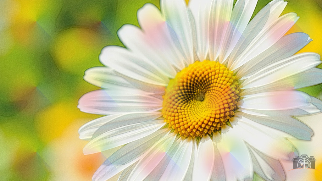 Gänseblümchen - 4k - DigiART | Entdecken Sie eine vielfältige Auswahl individueller Fotos zum Kauf auf picturalux.de. Finden Sie hochwertige Bilder für Ihre Projekte, die Ihre Botschaft perfekt unterstreichen. Stöbern Sie jetzt und verleihen Sie Ihren Inhalten das gewisse Etwas! - Realisiert mit Pictrs.com