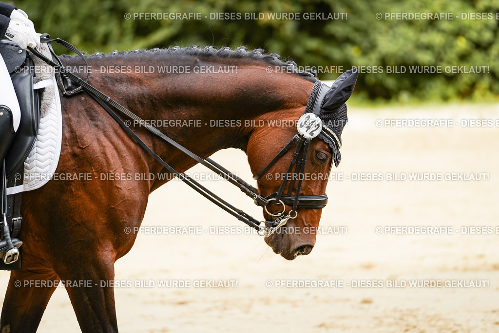 DSC02088 | Pferdegrafie