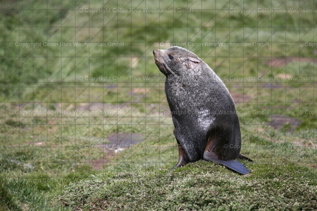 IMG_3264 | Antarktis / Antarctica - Realisiert mit Pictrs.com