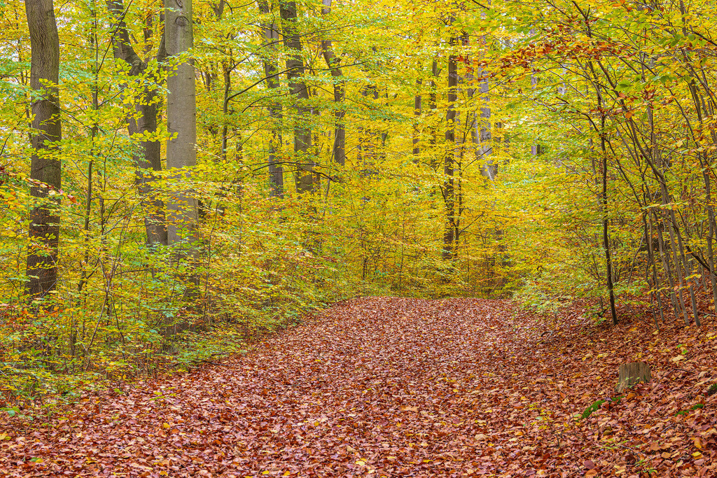 Herbstliche Bäume im Naturschutzgebiet Plauer Stadtwald in der Stadt Plau am See | Herbstliche Bäume im Naturschutzgebiet Plauer Stadtwald in der Stadt Plau am See.