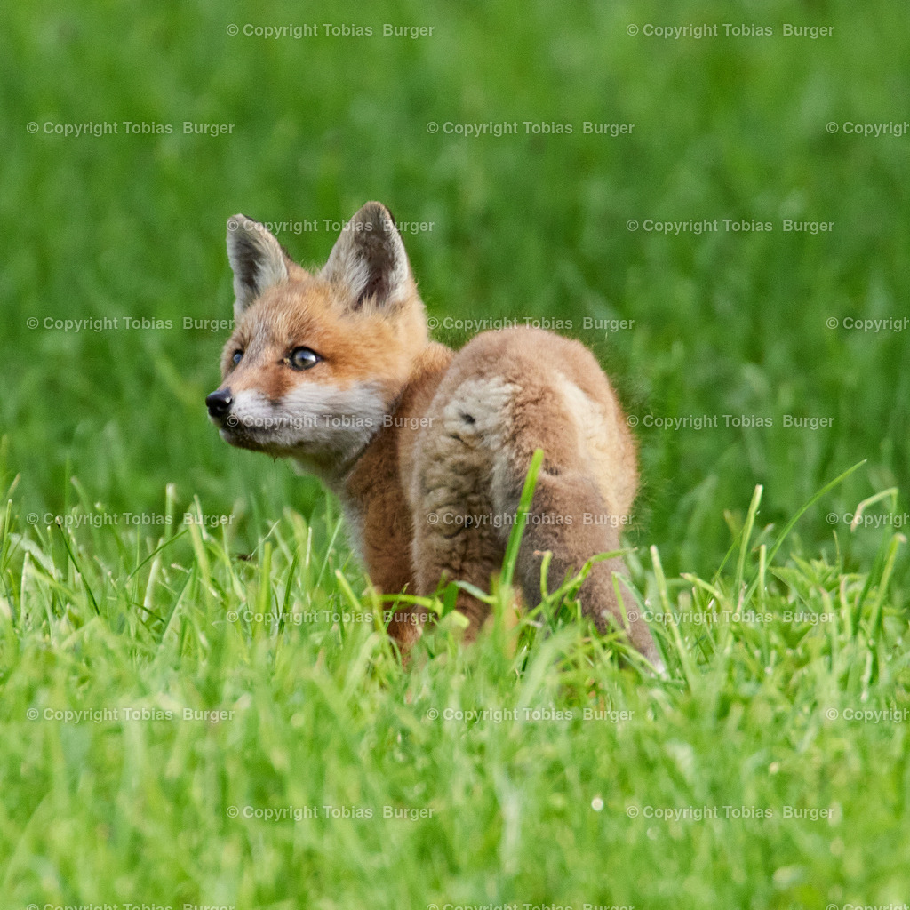 _C2A0451 | Willkommen im Online-Shop von studio27!
 - Realisiert mit Pictrs.com