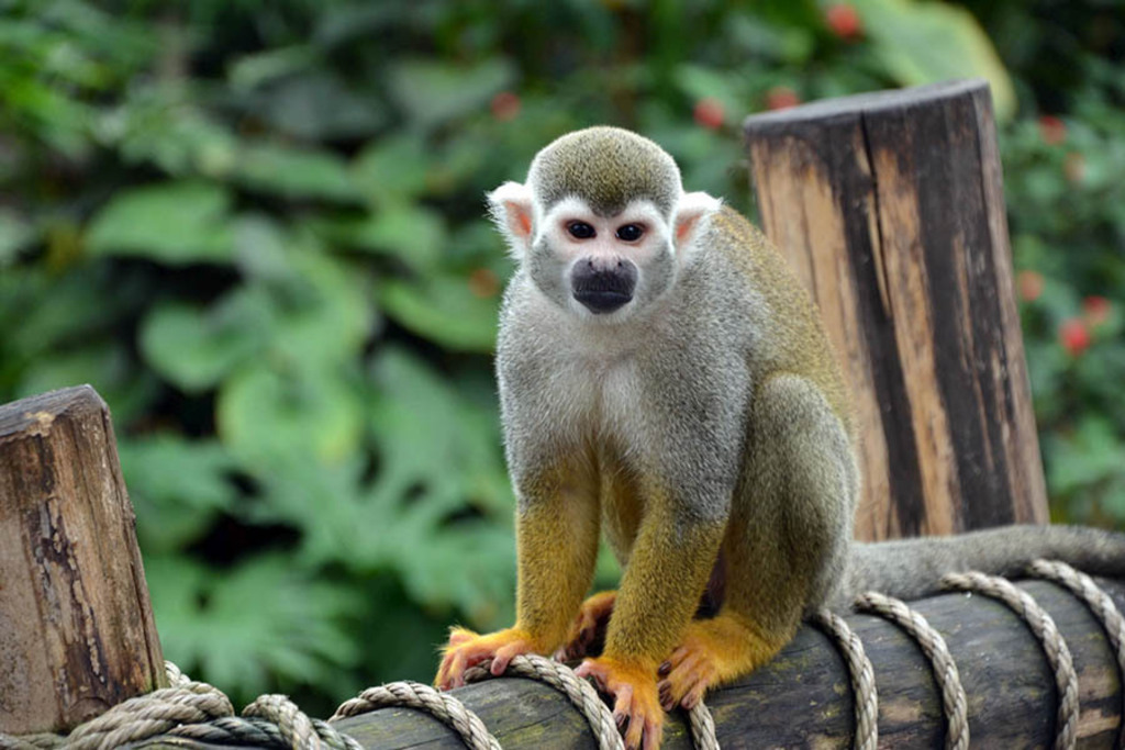Gondwanaland im Zoo Leipzig | Das Team hinter BILDLEXIKON LEIPZIG bündelt historische wie aktuelle Informationen über die Stadt Leipzig in Text und Bild auf einer Plattform und stellt diese der interessierten Öffentlichkeit zur Verfügung.