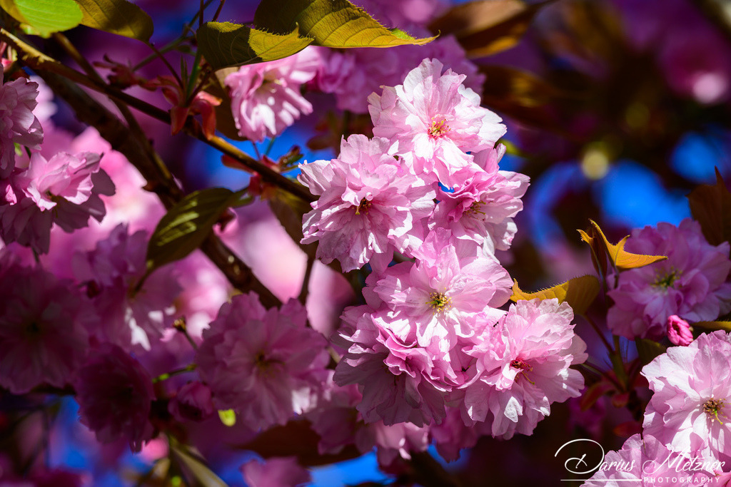 DSC_8592 | Fotografien, Fotos und Bilder aus Mainz, Frankfurt, Wiesbaden und anderen Orten auf der Welt - Fotografiert von Darius Metzner