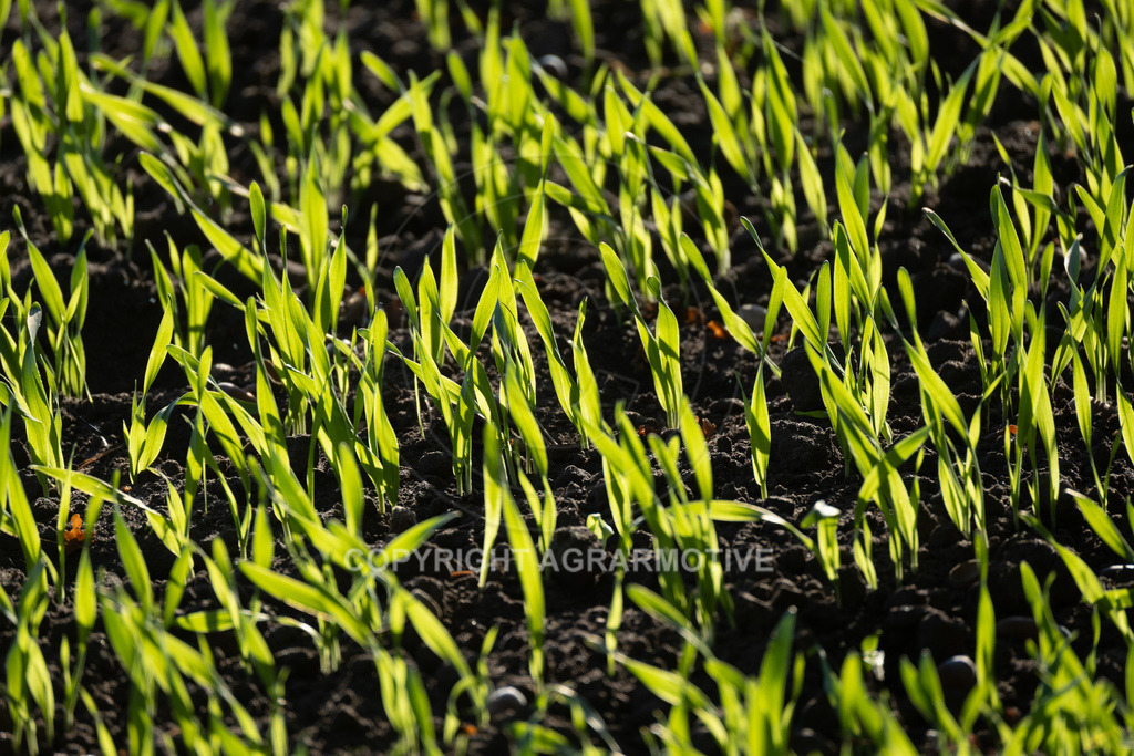 20221018-_DSF9406 | Heranwachsender Winterweizen im Herbst - Realisiert mit Pictrs.com