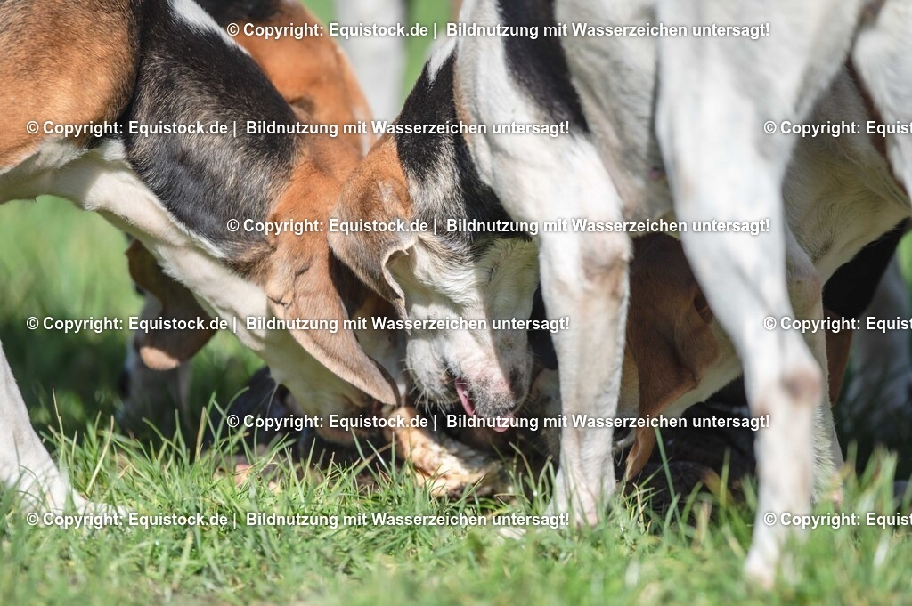 20251011_Jagd-Marbach_0662 | Foto: Thomas Hartig