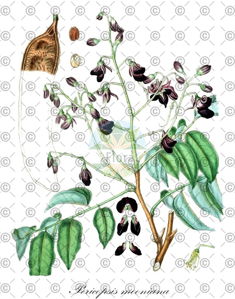 HistAbb_wfo-0001103560_1_ENZY_Simple | Historische Abbildung von Pericopsis mooniana - Fabaceae | Historical Illustration of Pericopsis mooniana - Fabaceae