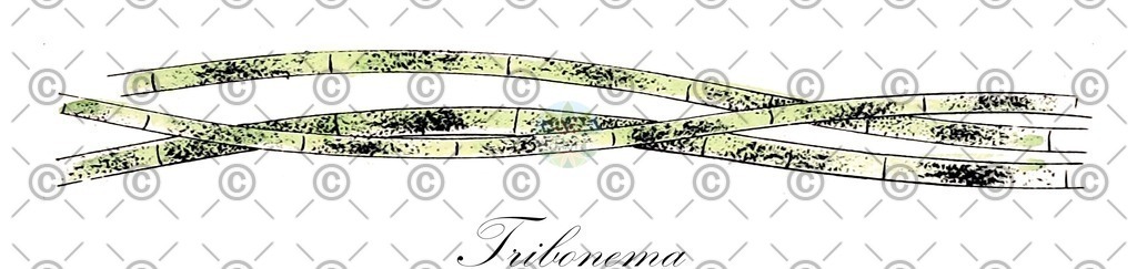 HistAbb_wfo-0000591018_1_ENZY_Simple | Historische Abbildung von Tribonema - Tribonemataceae (0) | Historical Illustration of Tribonema - Tribonemataceae (0)