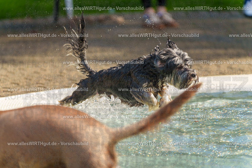 Hundeschwimmen_Grefrath_2026-allesWIRTHgut_Tierfotografie-13_10-7R508286 | Professionelle Tierfotografie in Mönchengladbach von Daniel Wirth (allesWIRTHgut). Liebevolle & natürliche Bilder von Hunden & Katzen für unvergessliche Erinnerungen.