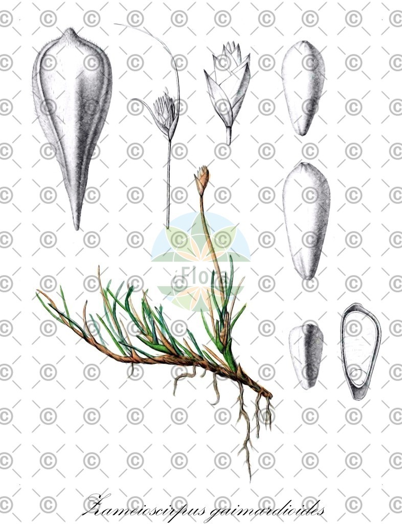 HistAbb_6448_1_FLORAD_SIMPLE | Historische Abbildung von Zameioscirpus gaimardioides - Cyperaceae | Historical Illustration of Zameioscirpus gaimardioides - Cyperaceae