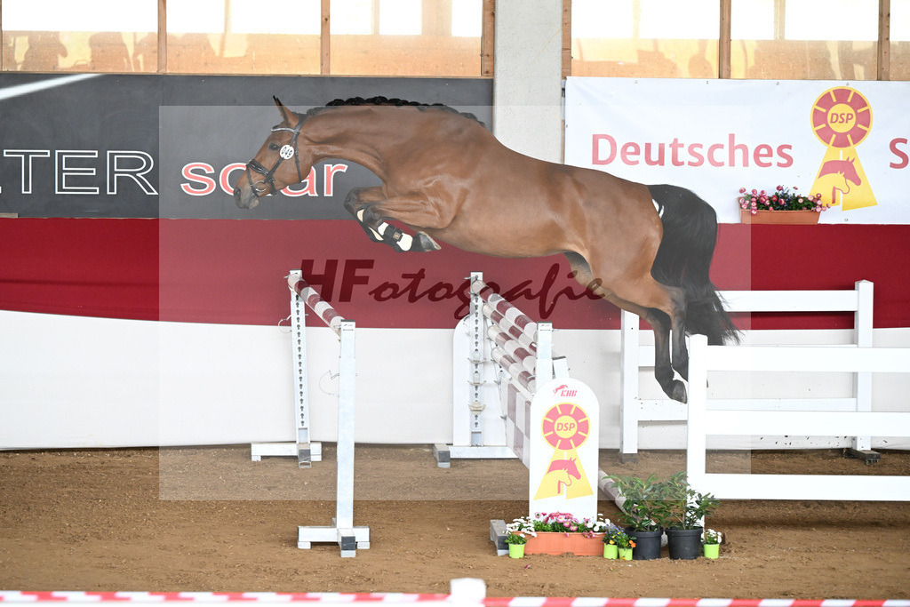 Kat-Nr. 49 Vaiana TF v. Vagabond de la Pomme_Steinberg u Braun_9240741 | hf-fotografie - Realizzato con Pictrs.com