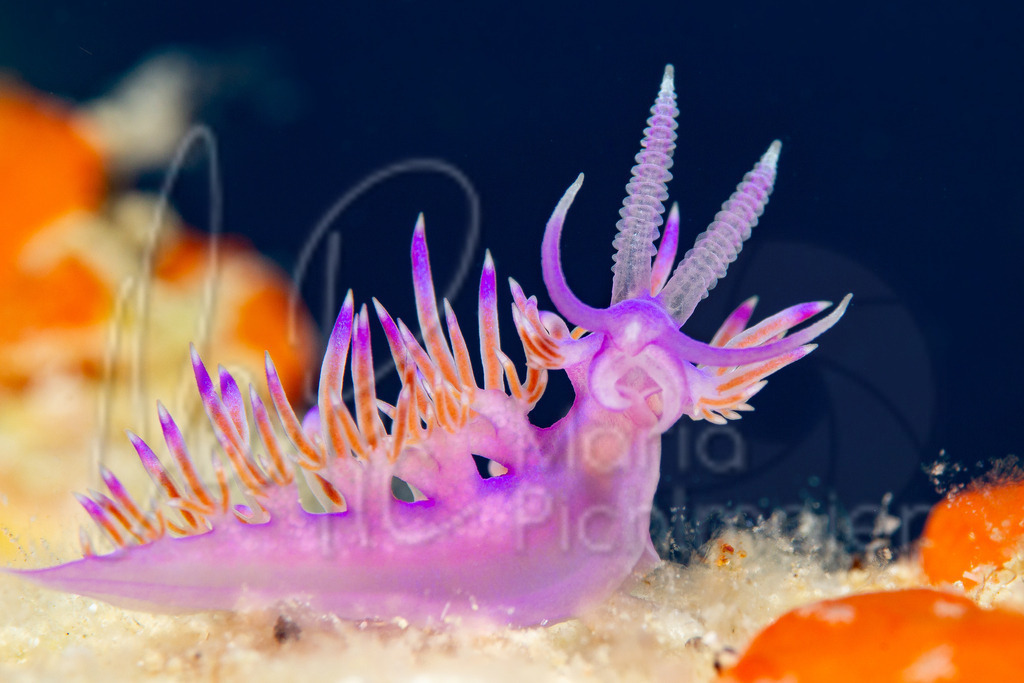 Flabellina affinis | marpic - Realisiert mit Pictrs.com