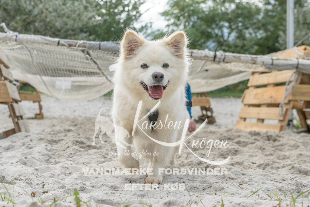 1137_ZZ98461 | kk-dogfotos