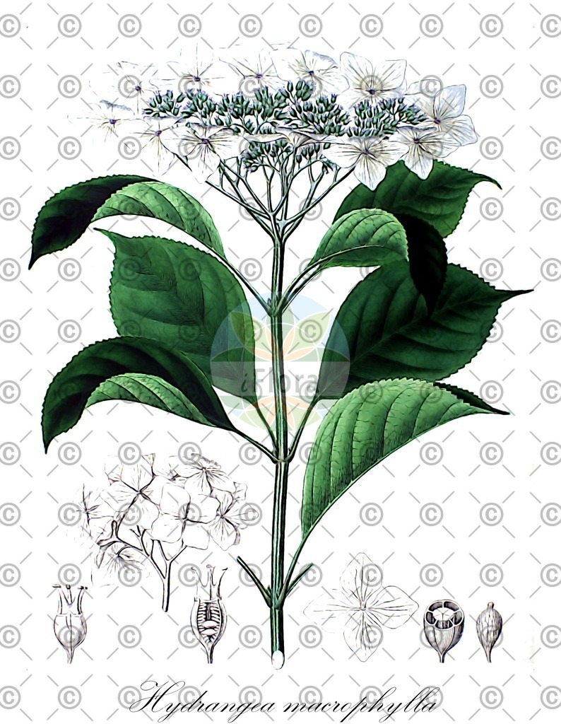 HistAbb_wfo-0000215920_1_ENZY_Simple | Historische Abbildung von Hydrangea macrophylla - Hydrangeaceae | Historical Illustration of Hydrangea macrophylla - Hydrangeaceae
