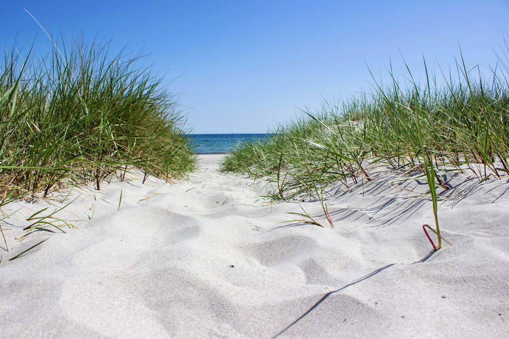 Wandbild: Strandweg in Kronsgaard – Durch den Strandhafer zum Meer | Dieses Wandbild im Querformat zeigt den malerischen Zugang zum Strand in Kronsgaard an der Ostsee. Ein sandiger Pfad führt direkt durch hohen, grün-gelben Strandhafer in Richtung ruhiges Meer. Die Szene strahlt nordische Gelassenheit, natürliche Struktur und eine wohltuende Klarheit aus. Ideal für Wohnräume, Ferienunterkünfte oder Praxisräume – dieses Motiv bringt das Gefühl eines morgendlichen Spaziergangs am Meer direkt in den Raum. Erhältlich als Leinwand, Acrylglas, Alu-Dibond, edler FineArt-Druck oder als schallabsorbierendes Akustikbild. - Realisiert mit Pictrs.com