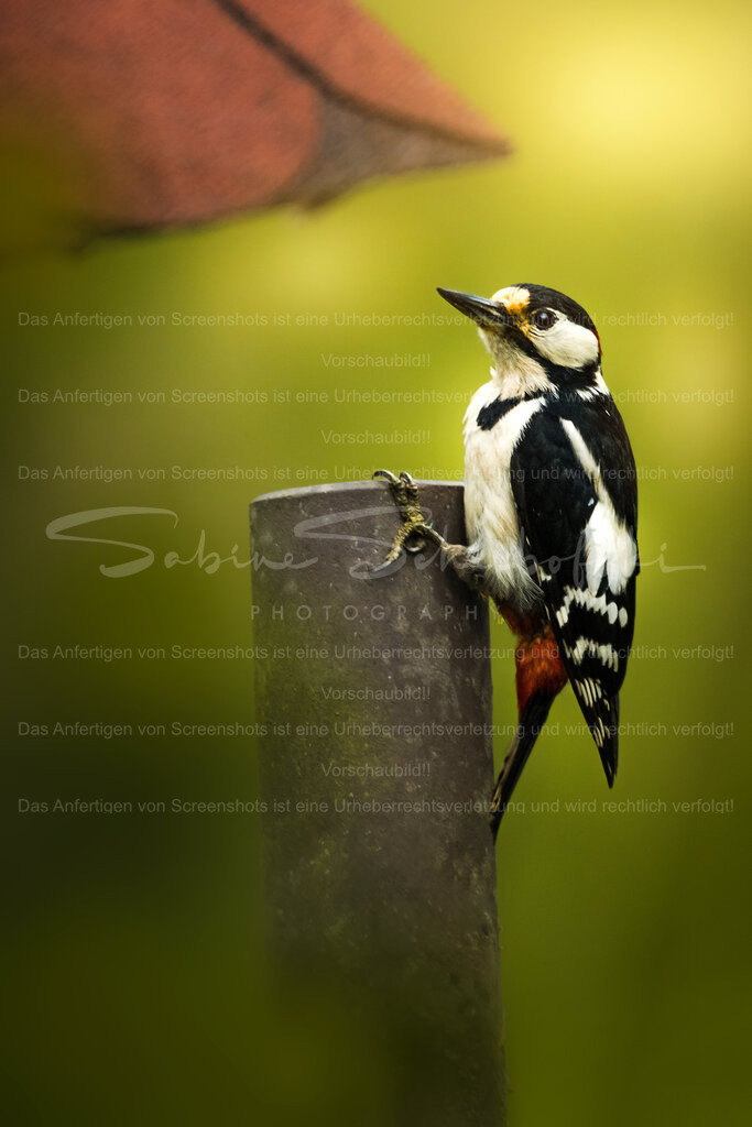Buntspecht | Ein Buntspecht sitzt an einem Pfosten vor einem grünen Hintergrund - Realisiert mit Pictrs.com