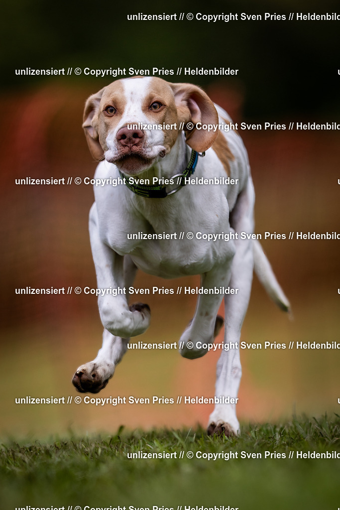 Sven Pries | 2024-04-21 - Hunderennen Baden-Oos
Foto: Sven Pries - Realisiert mit Pictrs.com