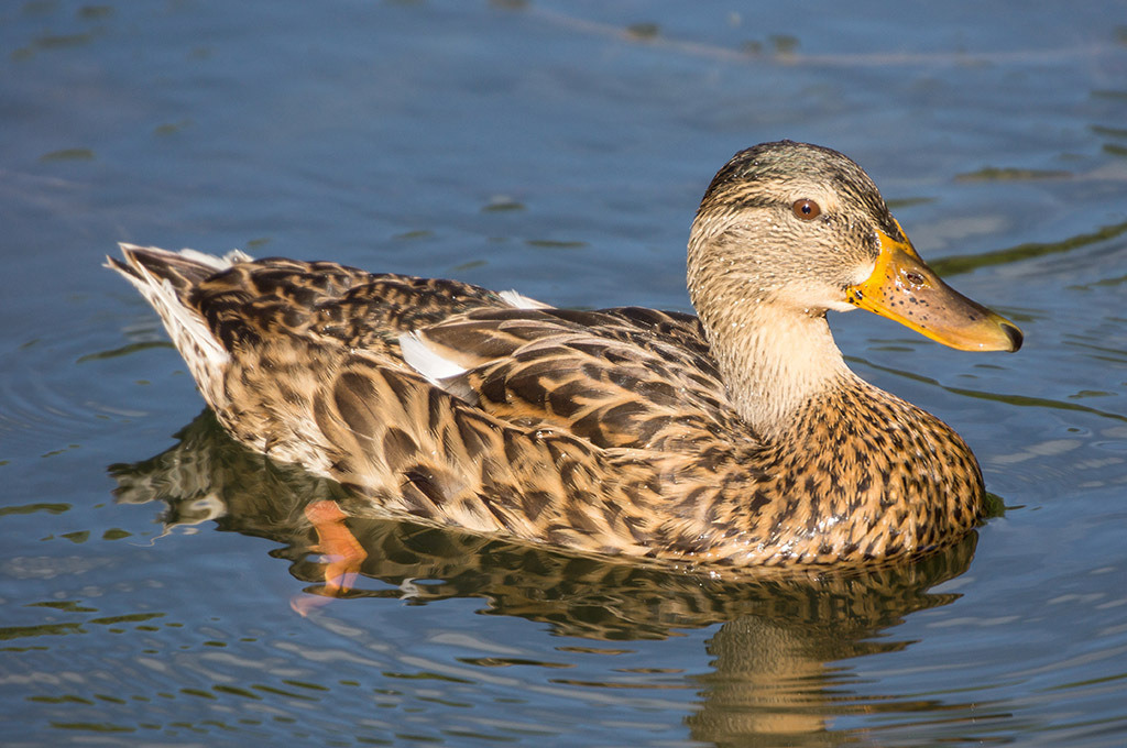 Braune Stockente | Fotos mit schönen Motiven aus der Region Basel. - Realisiert mit Pictrs.com