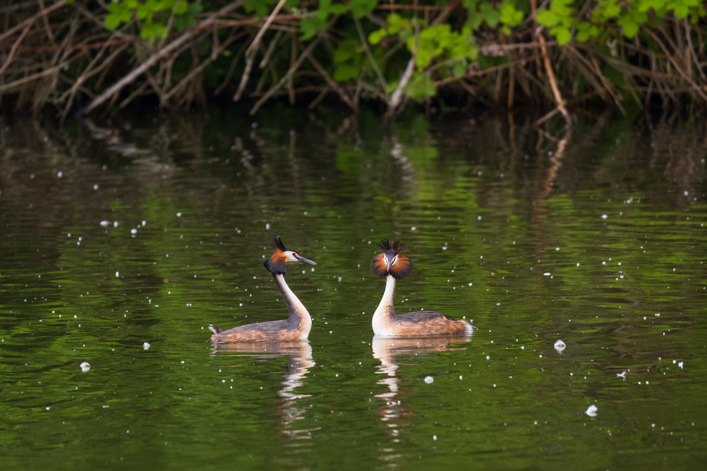 Haubentaucher | pressefoto-homann - Realisiert mit Pictrs.com